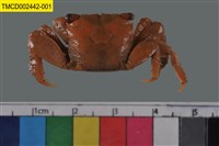 藏品(雙齒近相手蟹)的圖片